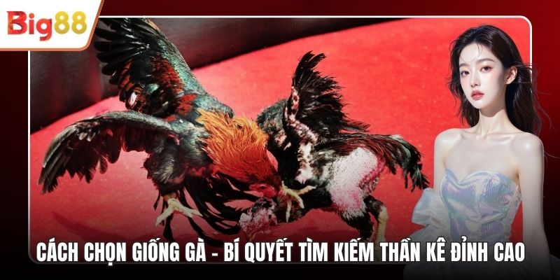 Cách Chọn Giống Gà