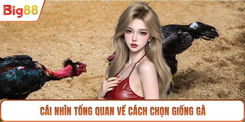 Cái nhìn tổng quan về cách chọn giống gà