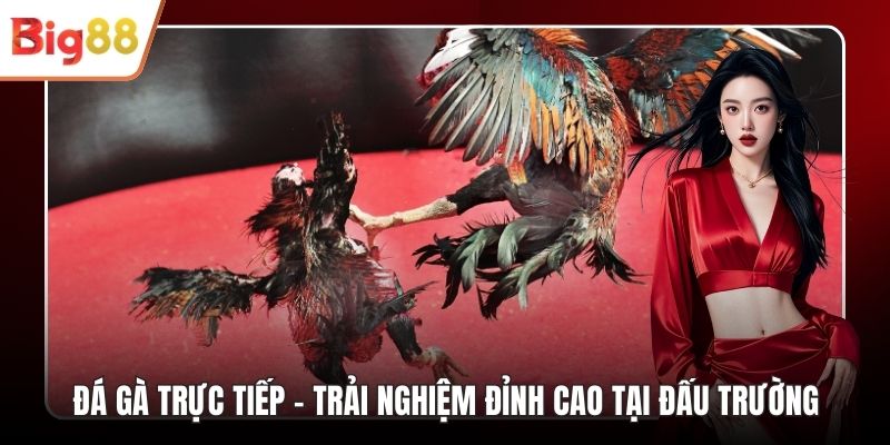 Đá Gà Trực Tiếp