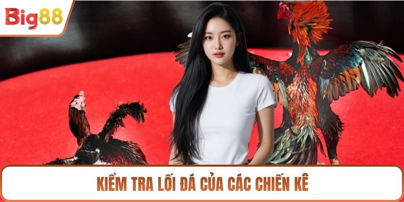 Kiểm tra lối đá của các chiến kê