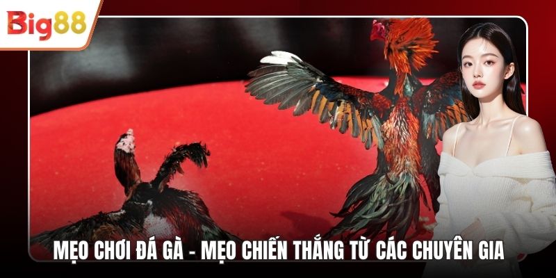 Mẹo Chơi Đá Gà
