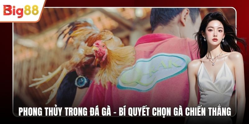 Phong Thủy Trong Đá Gà