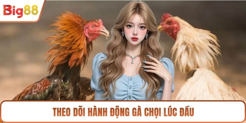 Theo dõi hành động gà chọi lúc đầu