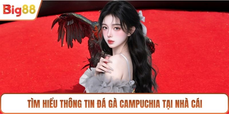 Tìm hiểu thông tin đá gà campuchia tại nhà cái