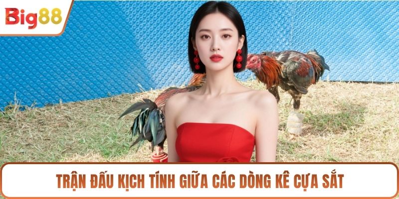 Trận đấu kịch tính giữa các dòng kê cựa sắt